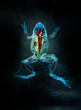 DFA 186: Had?s. 2012. Unique digital-C print on watercolor paper. Cleared and stained Pacific tree frog collected in Aptos, California in scientific collaboration with Stanley K. Sessions. 46 x 34 in. Courtesy the artist and Ronald Feldman Fine Arts, New York, NY.